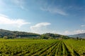 Italian vineyards at the base of Monte Moscal at the village of Affi near Verona, Veneto, Italy, Europe